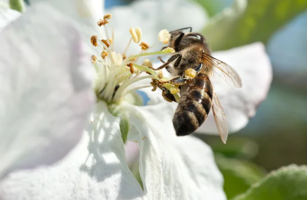 Una abeja trabajadora en una flor —  Fotos de Stock