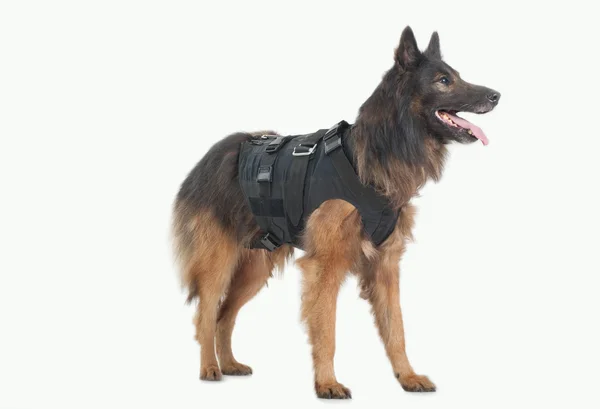 Pies policyjny — Zdjęcie stockowe