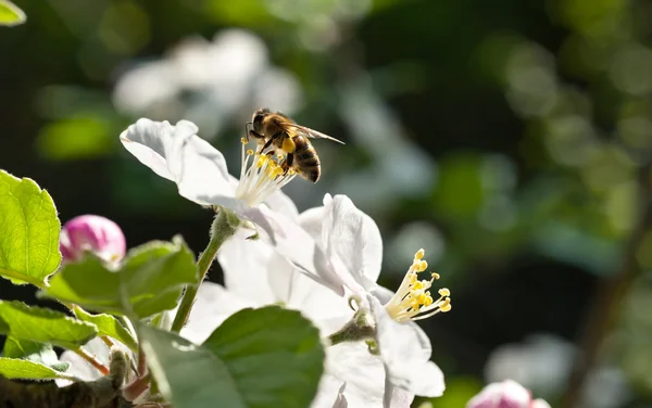 Stock image Bees in apple blossom