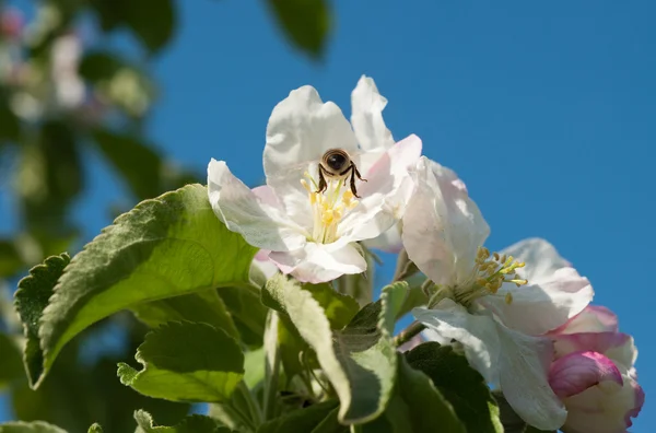 Bees in apple blossom — Stock Photo, Image