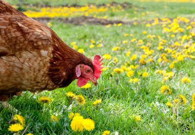 Hen in the meadow clipart