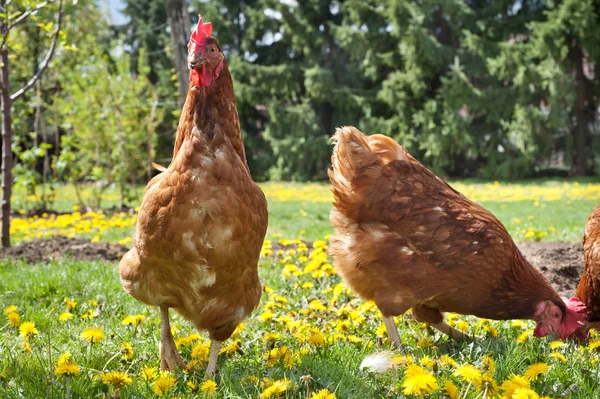 Hens in the meadow — Stock Photo, Image