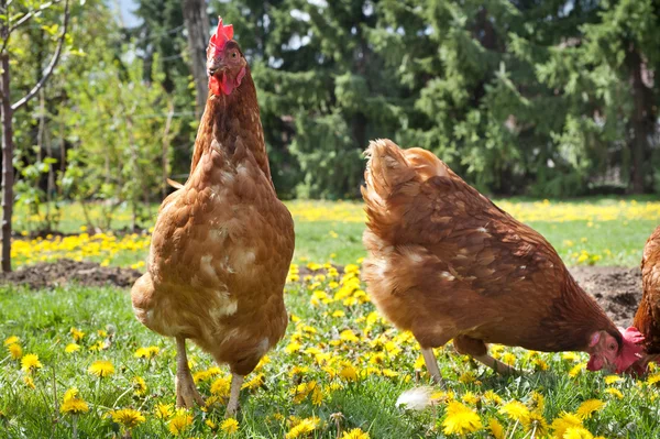 Κότες στο λιβάδι — Φωτογραφία Αρχείου