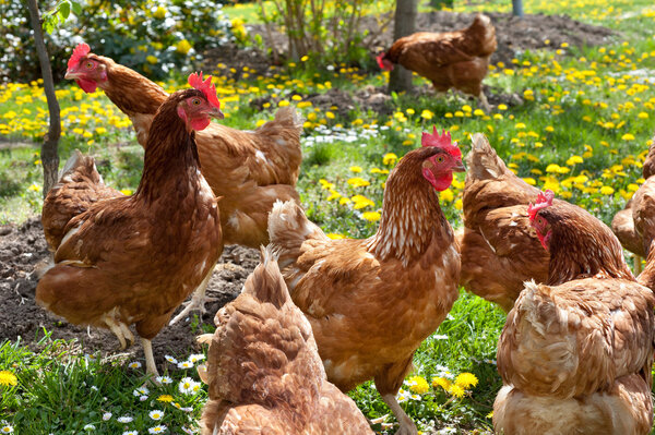 Hens in the meadow