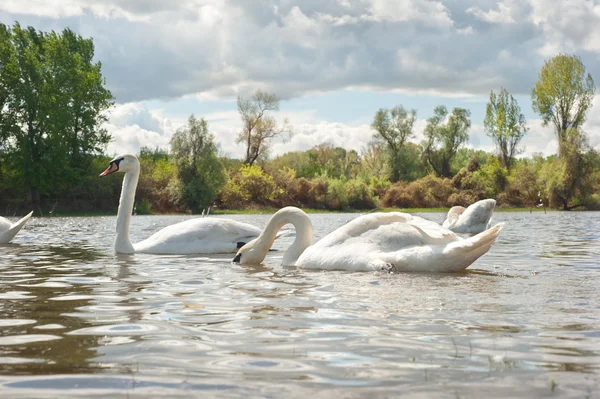 Witte zwanen — Stockfoto