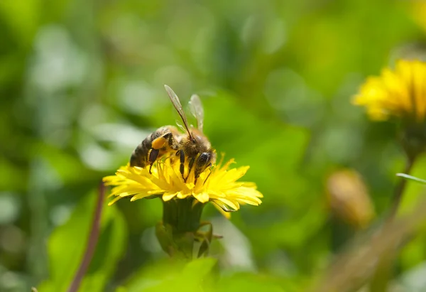 Bee on dandelion — Stock Photo, Image