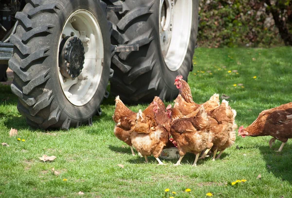 Poultry farmyard — Stock Photo, Image