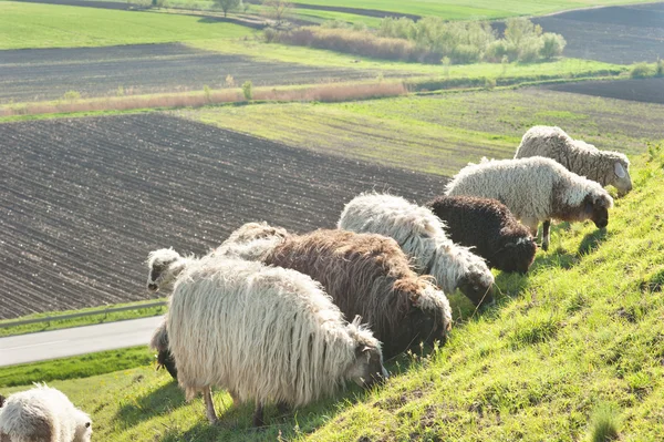 Ovce na louce — Stock fotografie