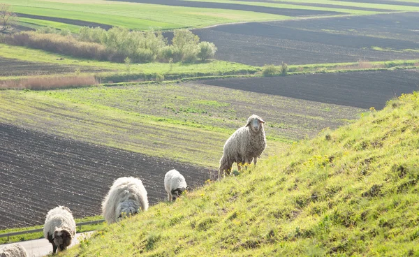 Sheep on meadow — Stock Photo, Image