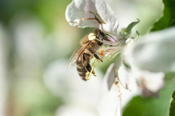 Včely v květu — Stock fotografie
