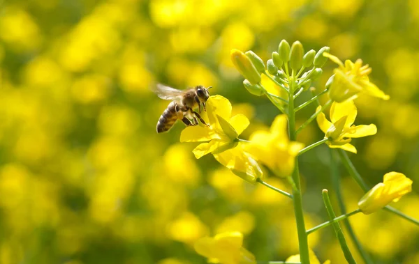Bee and oilseeds flower — Stock Photo, Image