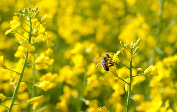 stock image Bee and oilseeds flower