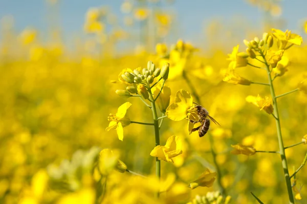 Bee and oilseeds flower — Stock Photo, Image
