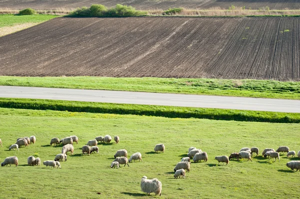 Moutons sur prairie — Photo