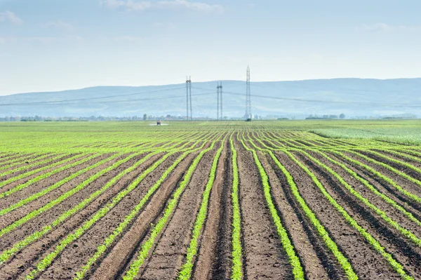 Campo de soja — Foto de Stock