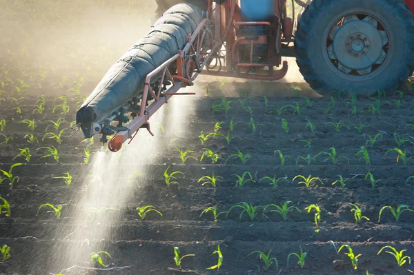 Trator fertiliza culturas de milho — Fotografia de Stock