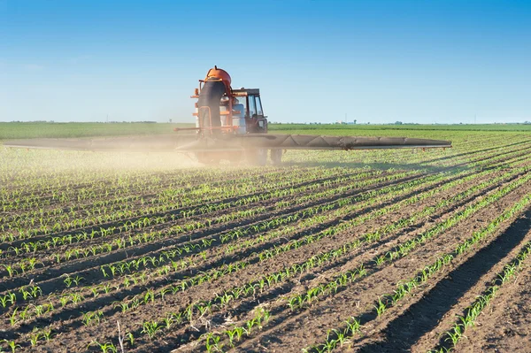 Трактор підживлює зернові культури кукурудзою — стокове фото