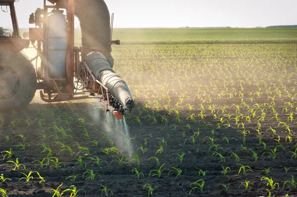 Трактор підживлює зернові культури кукурудзою — стокове фото