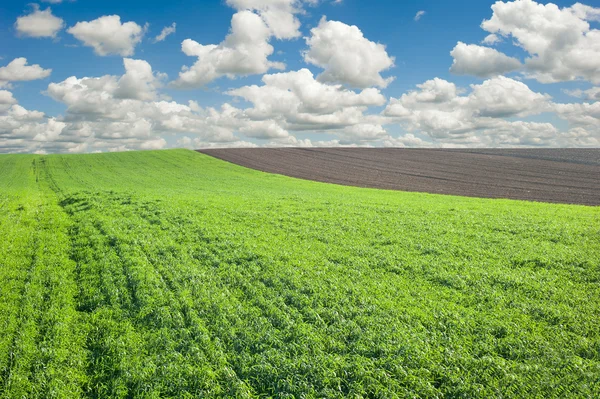 Feld mit jungem Weizen — Stockfoto