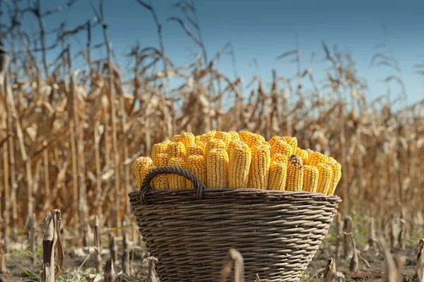 Harvest corn — Stock Photo, Image