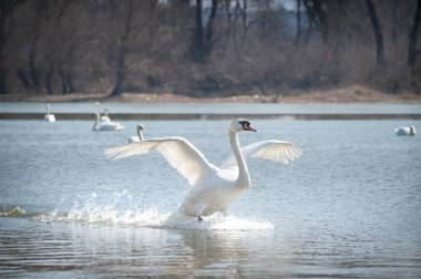 Swans fly clipart