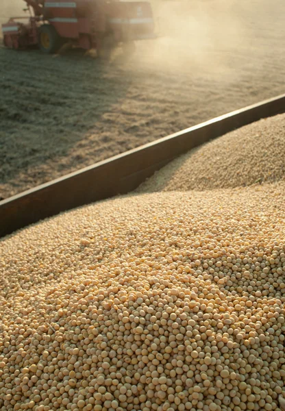 Soybean Harvest — Stock Photo, Image