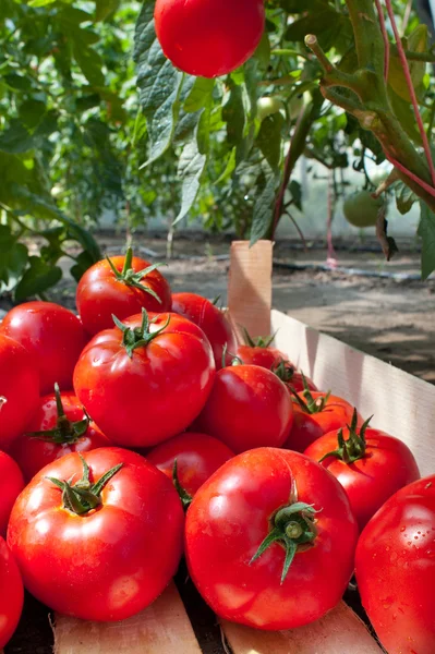 stock image Ripe tomatoes