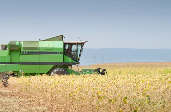 Soya fasulyesi hasat birleştirmek — Stok fotoğraf