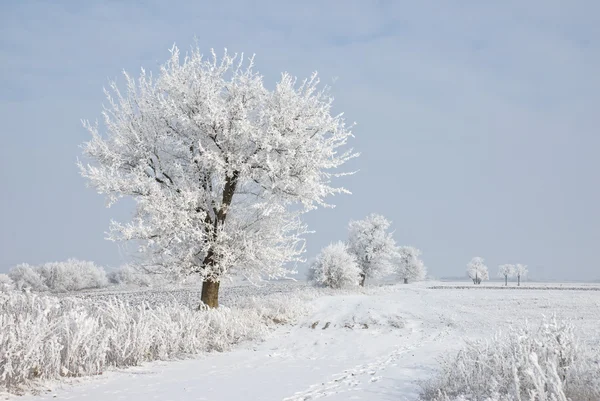 Inverno — Fotografia de Stock