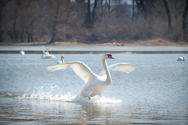 Cisnes vuelan —  Fotos de Stock