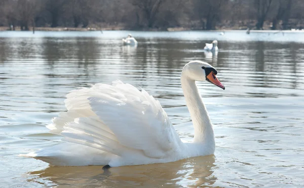 White swan — Stock Photo, Image