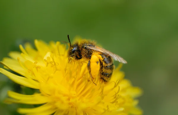 Pszczoła na kwiatach mniszka lekarskiego — Zdjęcie stockowe