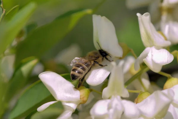 stock image Bee on acacia flower