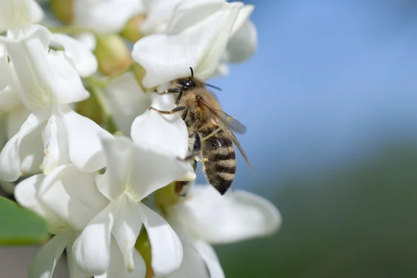 stock image Bee on acacia flower