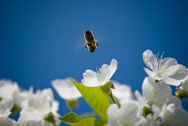 Medonosné včely — Stock fotografie