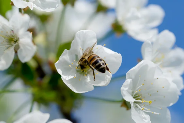 Pszczoły miodne w kwiat — Zdjęcie stockowe