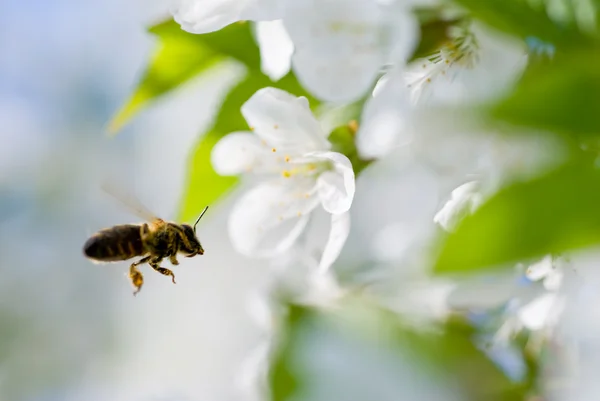 Honigbienen in den Blüten — Stockfoto