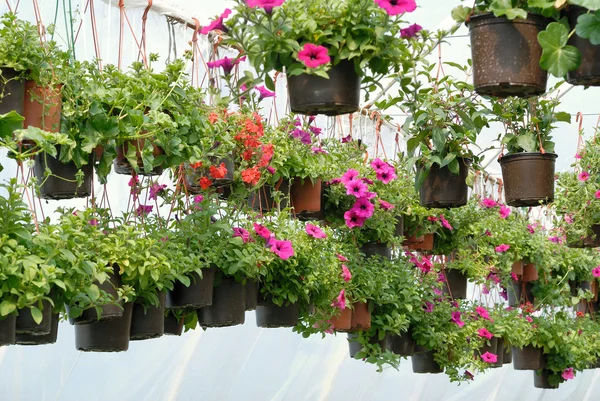 Květiny ve skleníku — Stock fotografie