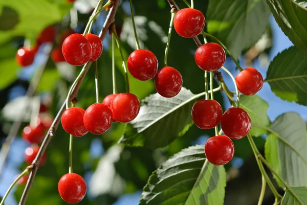 Cerezas maduras en la rama — Foto de Stock