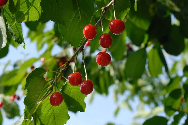 Спелые вишни — стоковое фото