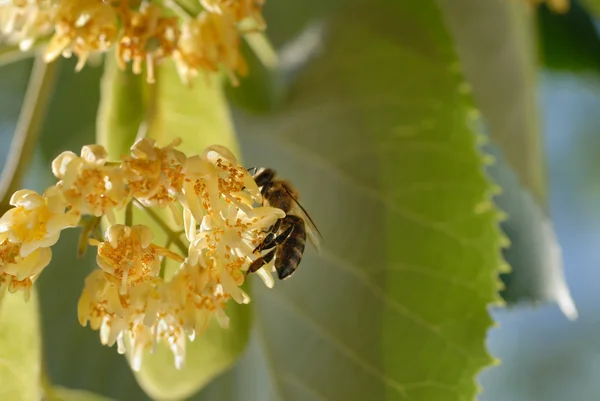Biene auf Lindenblüte — Stockfoto