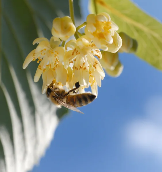 Abelha em flor de tília — Fotografia de Stock