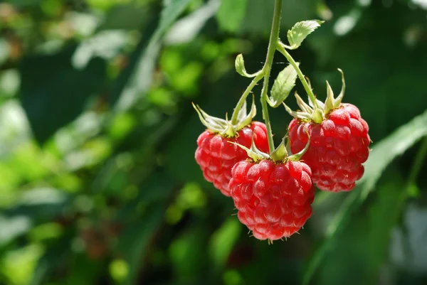 Raspberries in the gardens — Stock Photo, Image