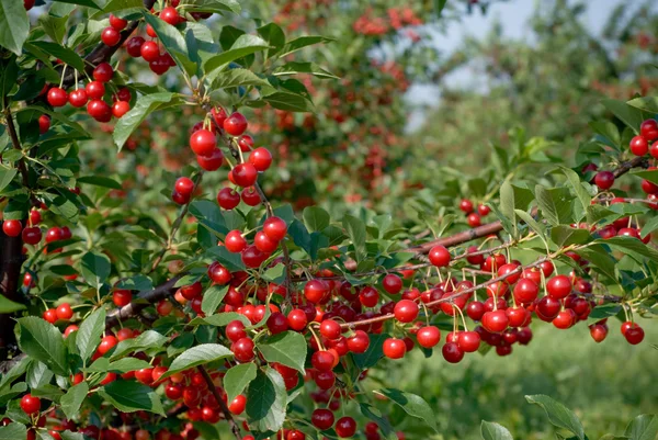 stock image Orchard