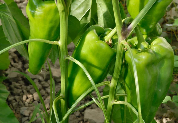 Растение зеленого перца — стоковое фото