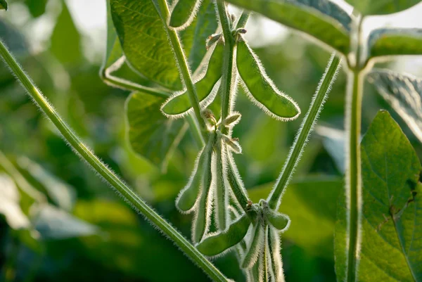 增长大豆 — 图库照片