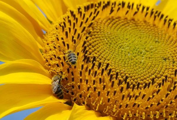 Girassol e abelha — Fotografia de Stock