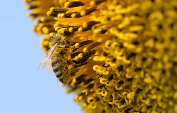 Slunečnice a včela — Stock fotografie