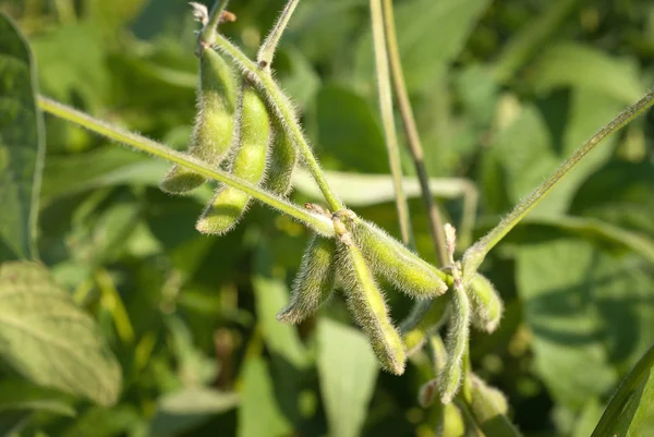 Close up of the soy bean — Stock Photo, Image