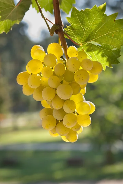 Cacho de uvas a crescer — Fotografia de Stock